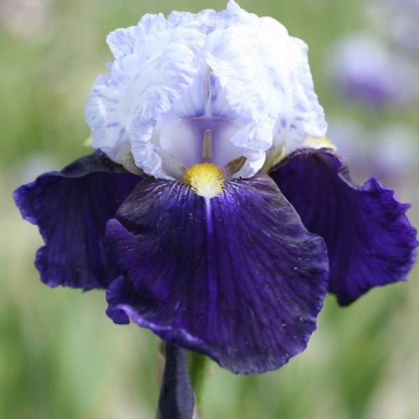 Iris germanica Night Edition Godet de 8/9 cm