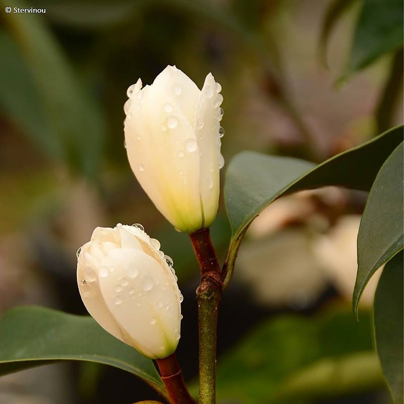 Michelia (x) foggii Allspice - Michelia hybride Pot de 4L/5L - Image 1