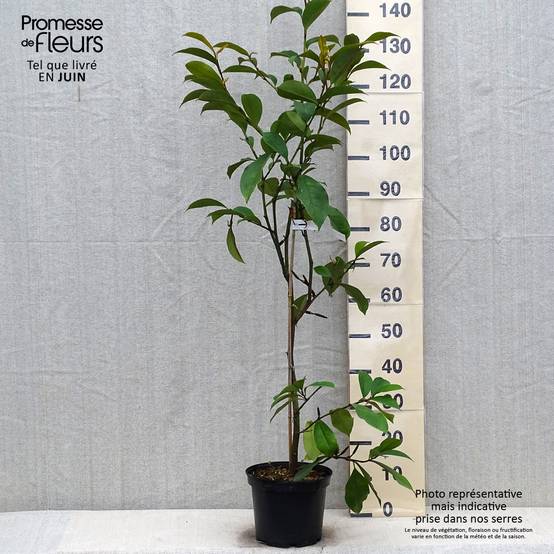 Michelia (x) foggii Allspice - Michelia hybride Pot de 4L/5L - Image 2