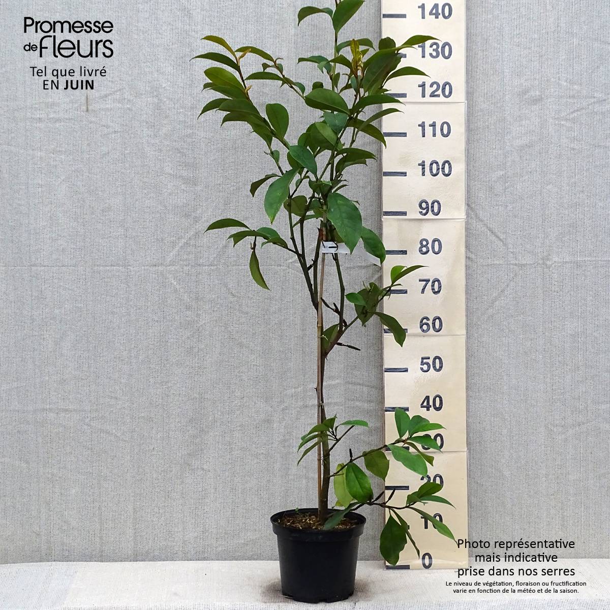 Michelia (x) foggii Allspice - Michelia hybride Pot de 4L/5L - Image 2