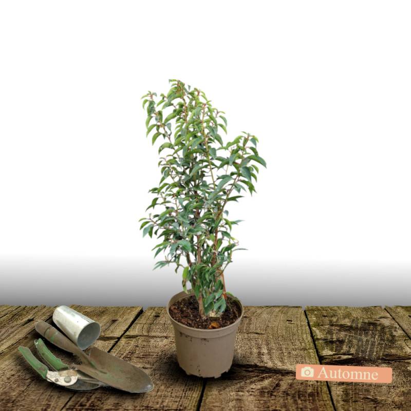 Laurier du Portugal Angustifolia, Prunus lusitanica à fleurs Blanche - feuillage Persistant - Pot de 3L - 40/60 cm- hauteur à maturité De 3,00 m à 5, - Image 2