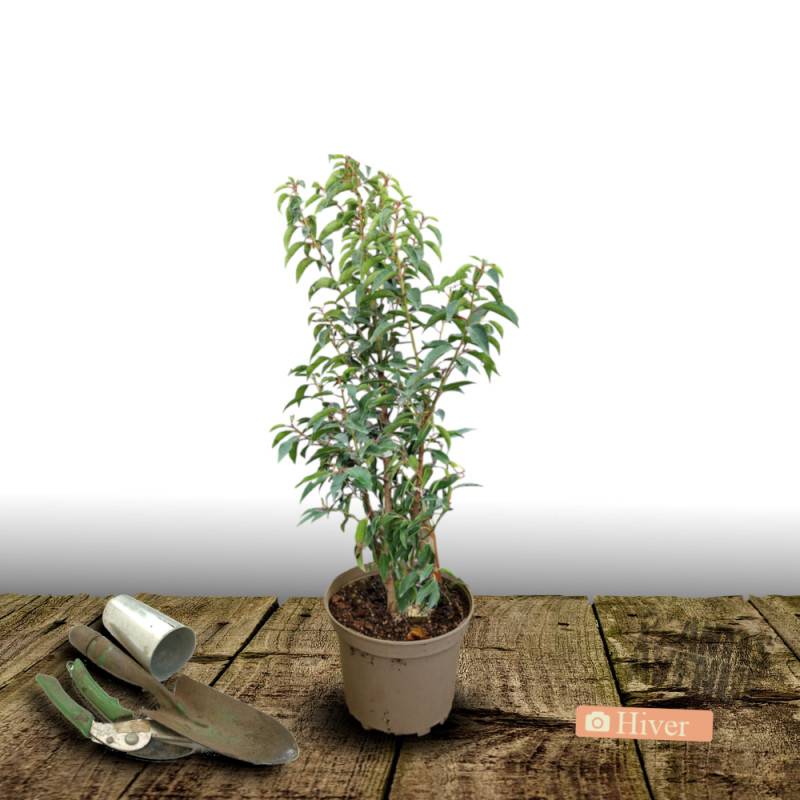 Laurier du Portugal Angustifolia, Prunus lusitanica à fleurs Blanche - feuillage Persistant - Pot de 3L - 40/60 cm-  hauteur à maturité De 3,00 m à 5, - Imagen 4