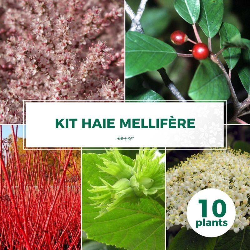 Haie Mellifère - 10 arbustes -  - Pépinières Naudet - Imagen 1