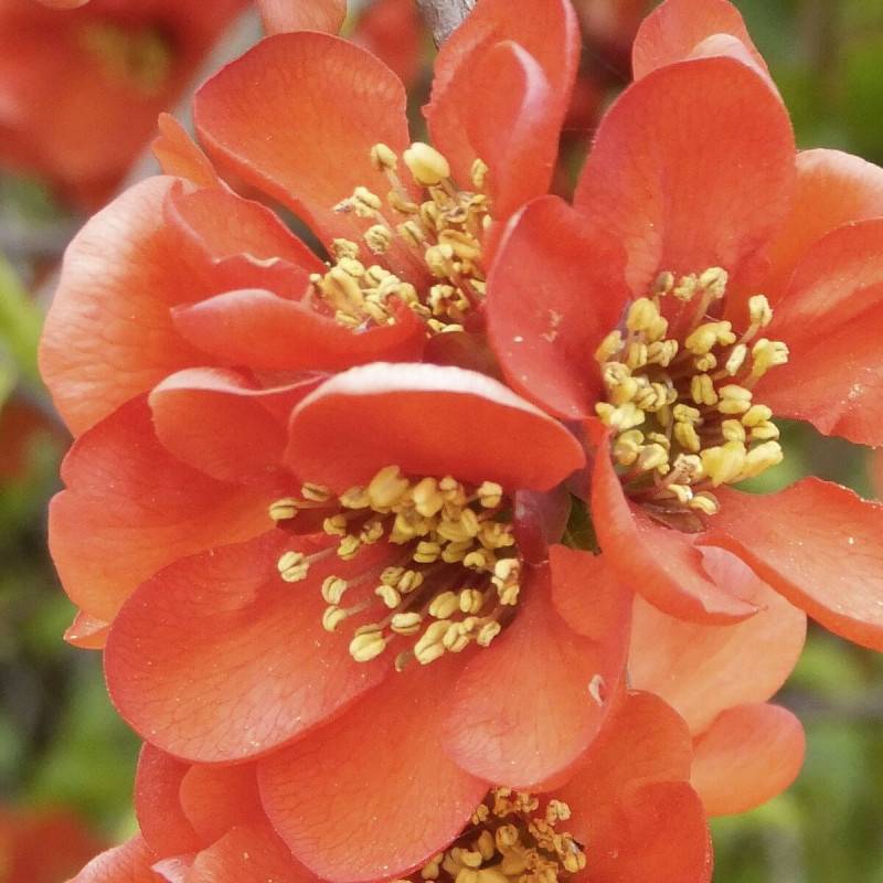 Cognassier du Japon Cameo, Chaenomeles à fleurs Orange - feuillage Caduc - Godet - 5/20 cm-  hauteur à maturité De 3,00 m à 5,00 m - Imagen 4