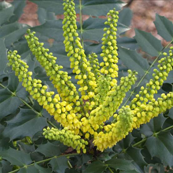 Promesse de Fleurs - Mahonia Japonica Hivernant Pot de 7,5L/10L - Image 1