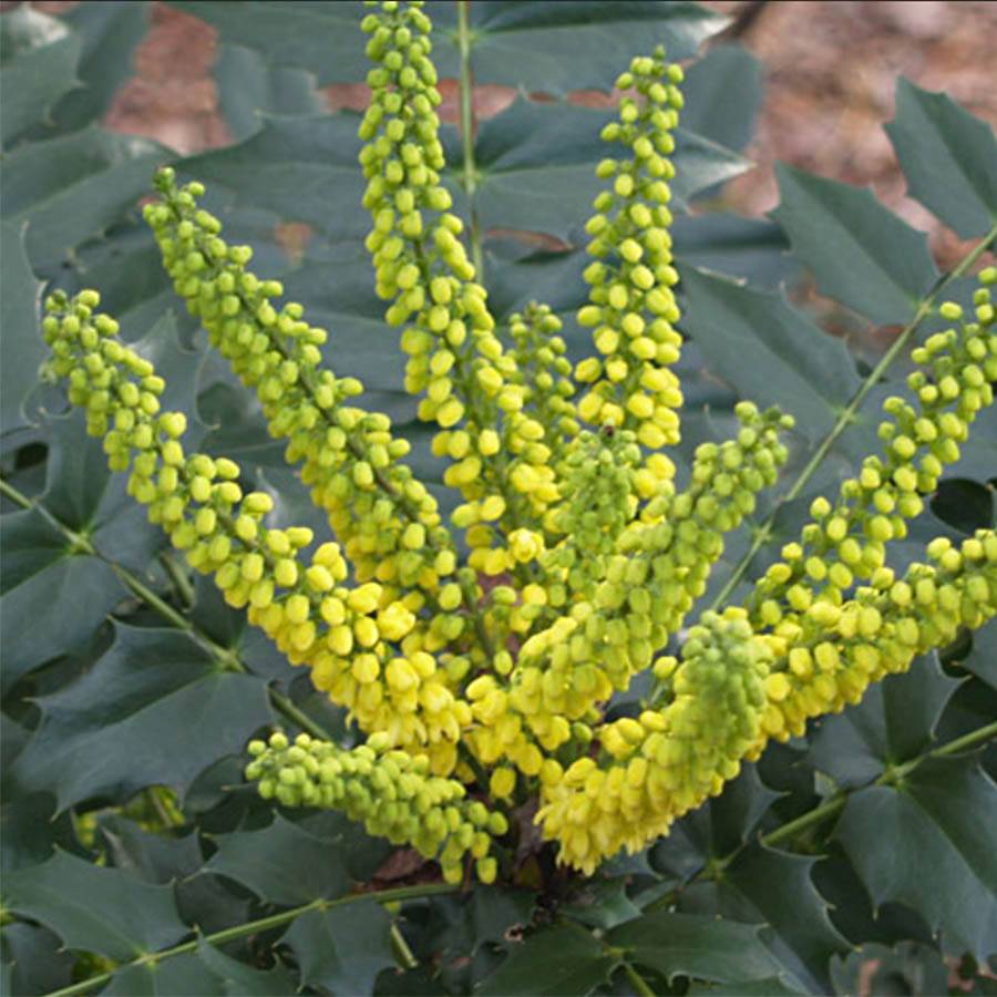 Promesse de Fleurs - Mahonia Japonica Hivernant Pot de 7,5L/10L - Image 1