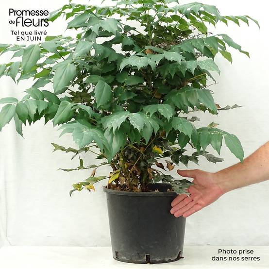 Promesse de Fleurs - Mahonia Japonica Hivernant Pot de 7,5L/10L - Image 2