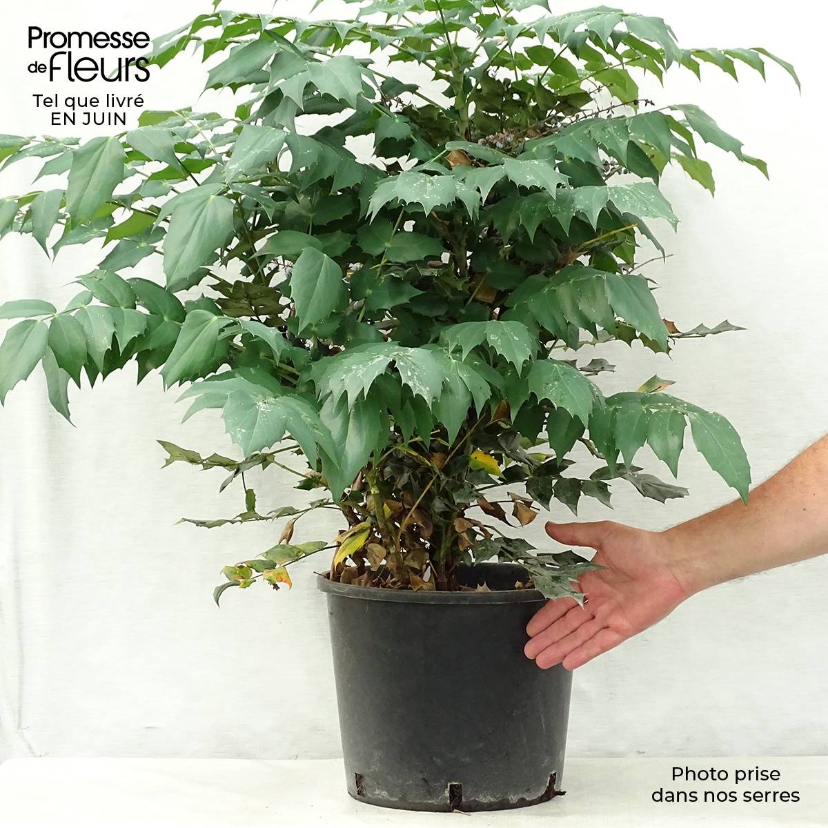 Promesse de Fleurs - Mahonia Japonica Hivernant Pot de 7,5L/10L - Image 2