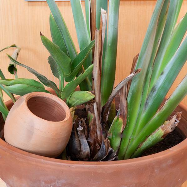 Association Kokopelli - Oya à planter 1,5L - Imagen 2