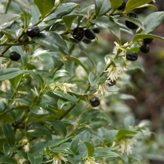 Promesse de Fleurs - Sarcococca hookeriana Pot de 2L/3L - Image 1
