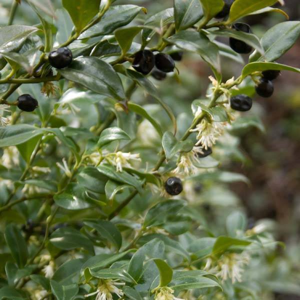 Promesse de Fleurs - Sarcococca hookeriana Pot de 2L/3L - Image 1