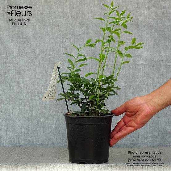 Promesse de Fleurs - Sarcococca hookeriana Pot de 2L/3L - Image 2