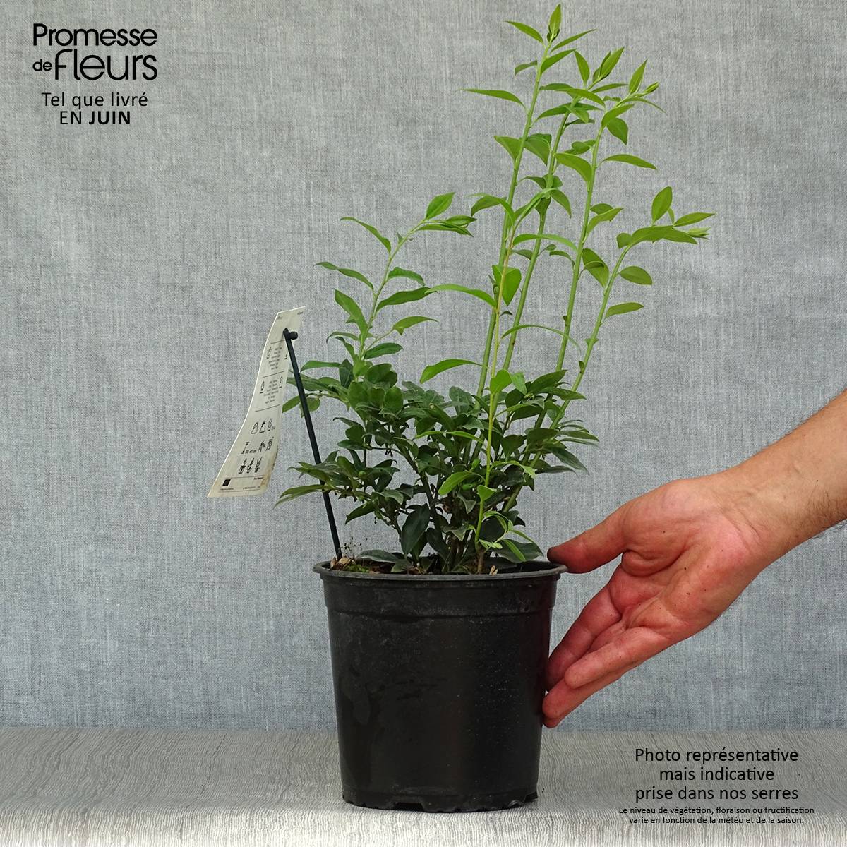 Promesse de Fleurs - Sarcococca hookeriana Pot de 2L/3L - Image 2