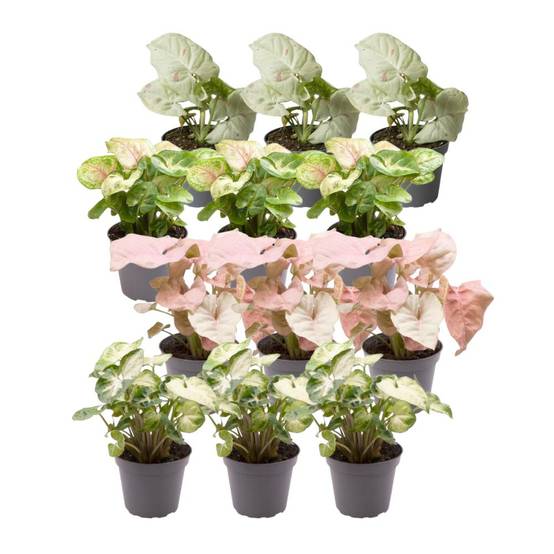 Coffret cadeau Syngonium - Lot de 12 plantes 12cm - Plante d'intérieur- La Green Touch - Image 1