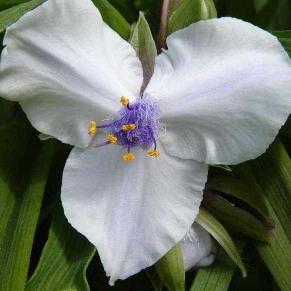Ephémère de Virginie - Tradescantia andersoniana Osprey Pot de 2L/3L