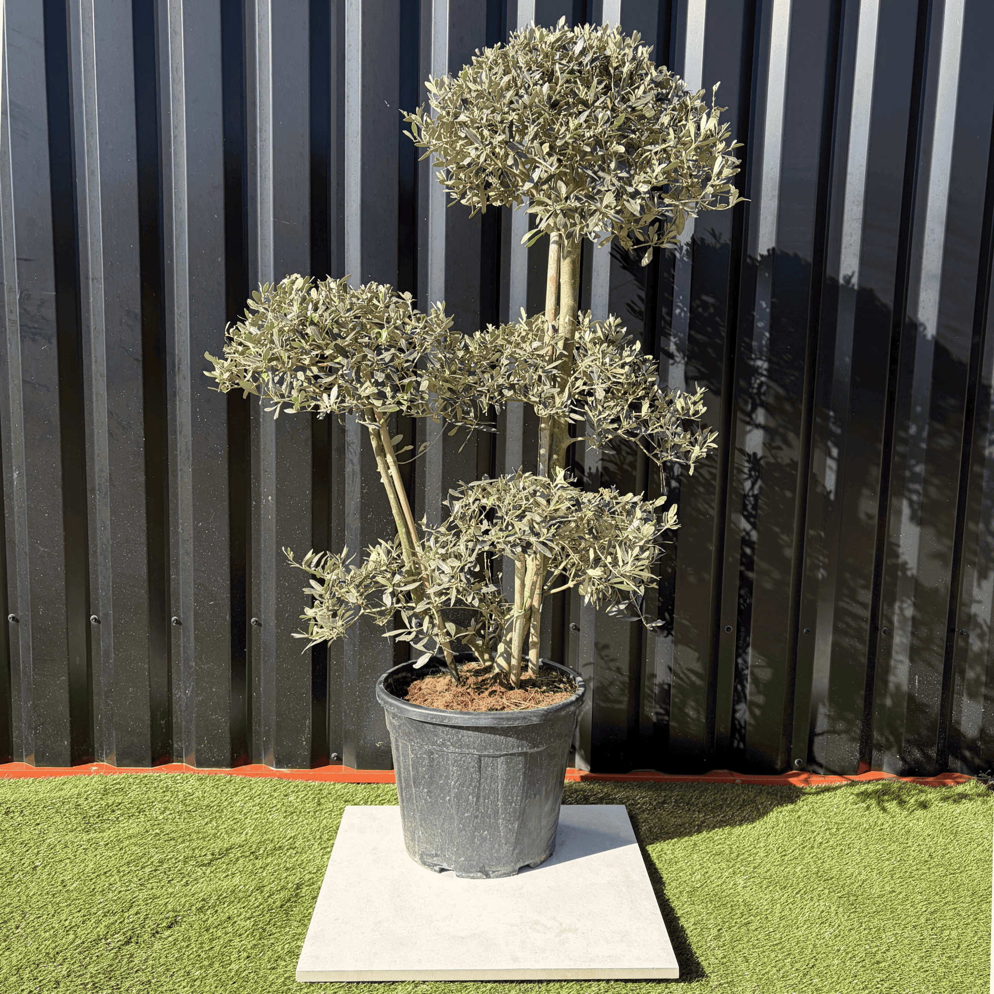 Olivier Europaea PomPom Nuage H.140 cm