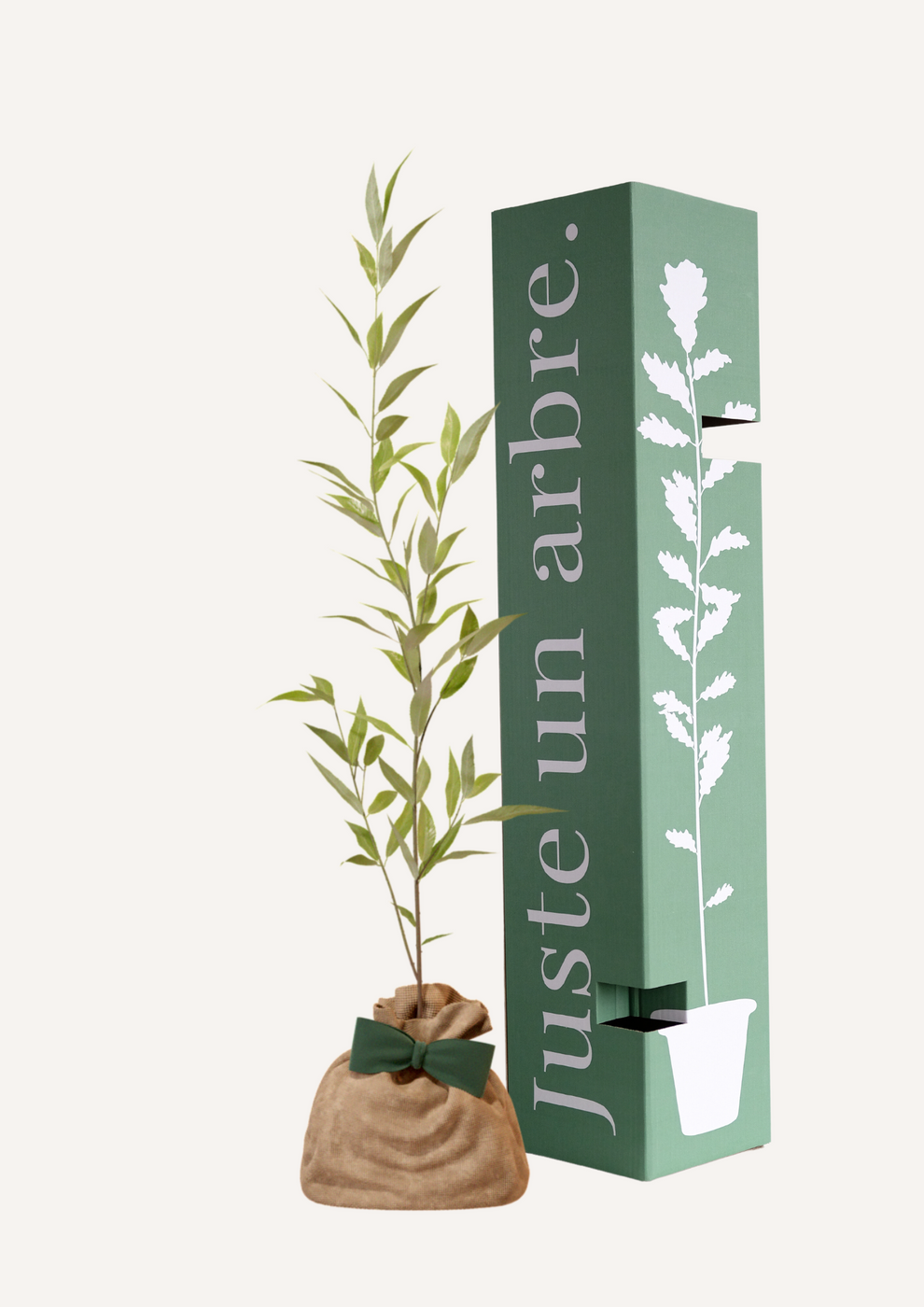 Juste Un Arbre - JUSTE UN ARBRE. – Saule blanc | Offrez un symbole de résilience pour naissance, mariage, anniversaire – Arbre majestueux pour zones humides. - Imagen 1