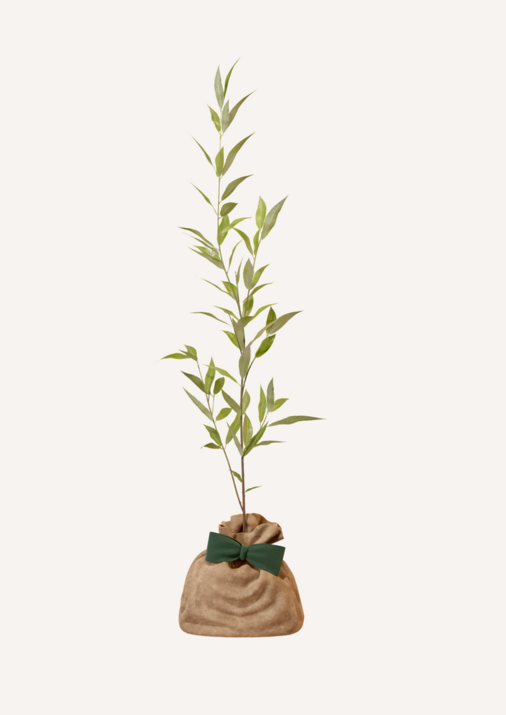 Juste Un Arbre - JUSTE UN ARBRE. – Saule blanc | Offrez un symbole de résilience pour naissance, mariage, anniversaire – Arbre majestueux pour zones humides. - Imagen 3