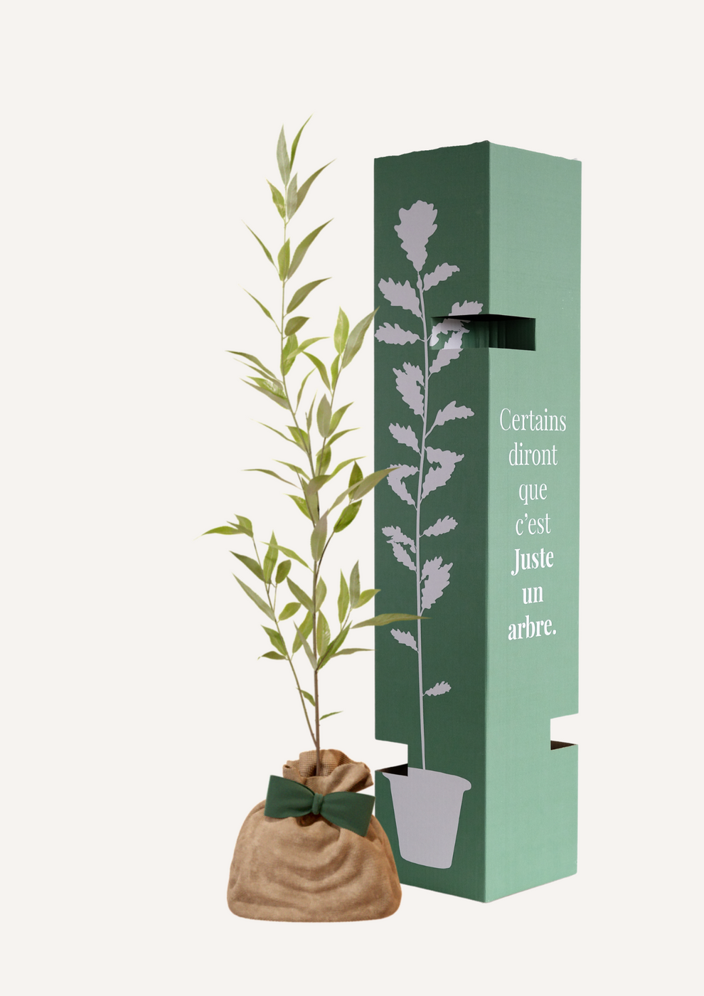 Juste Un Arbre - JUSTE UN ARBRE. – Saule blanc | Offrez un symbole de résilience pour naissance, mariage, anniversaire – Arbre majestueux pour zones humides. - Imagen 2