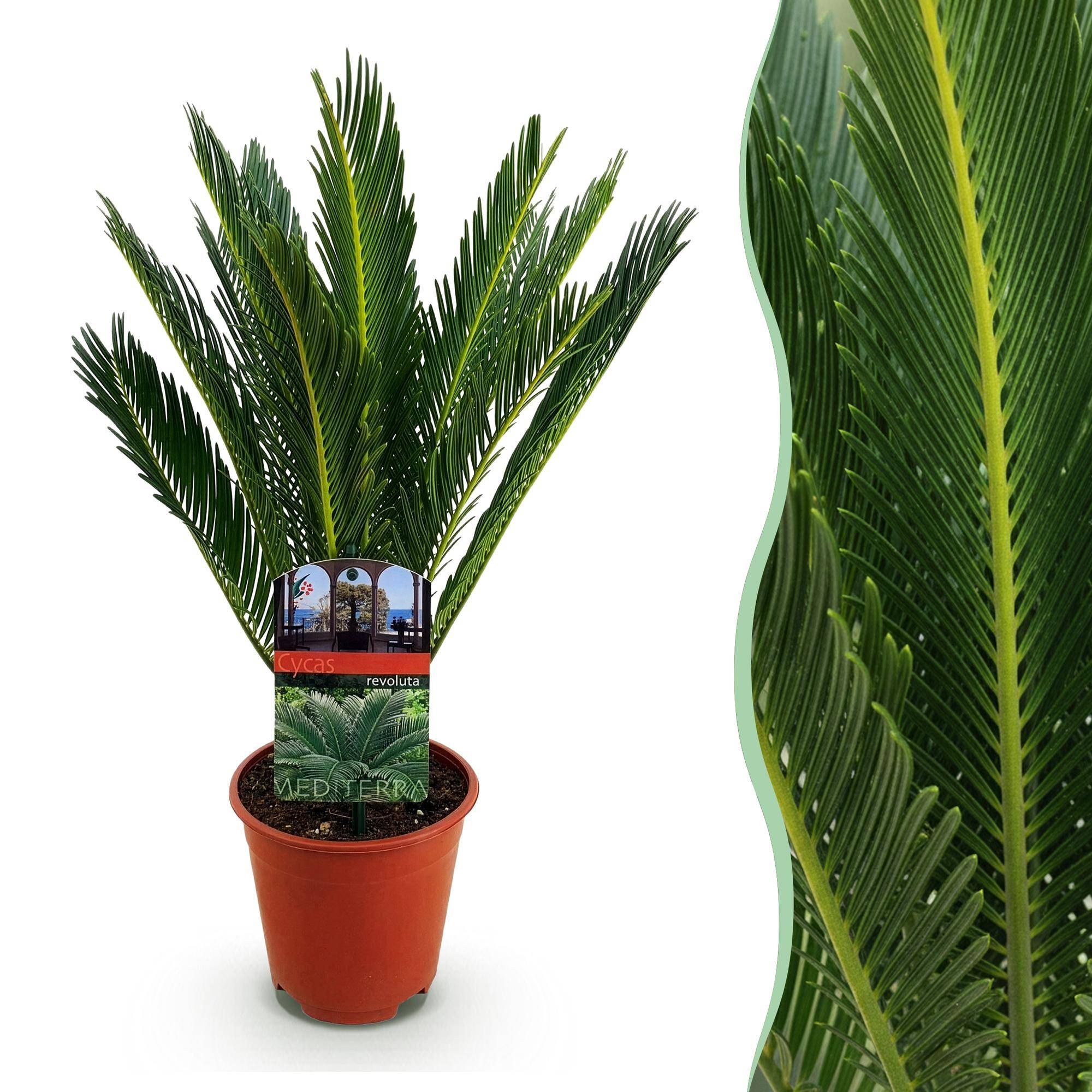 Cycas Revoluta - D14 H45cm - Image 3