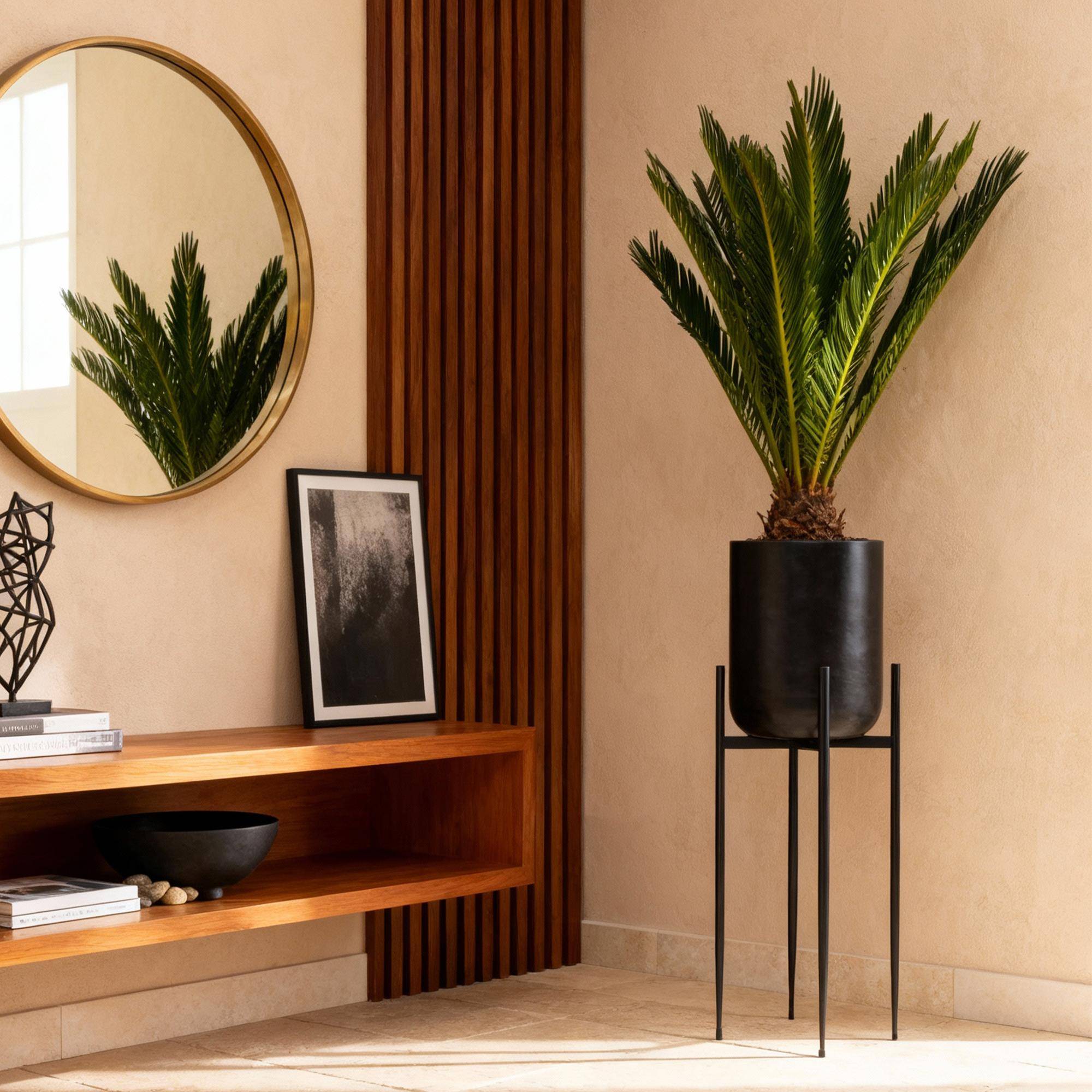 Cycas Revoluta - D14 H45cm - Image 1