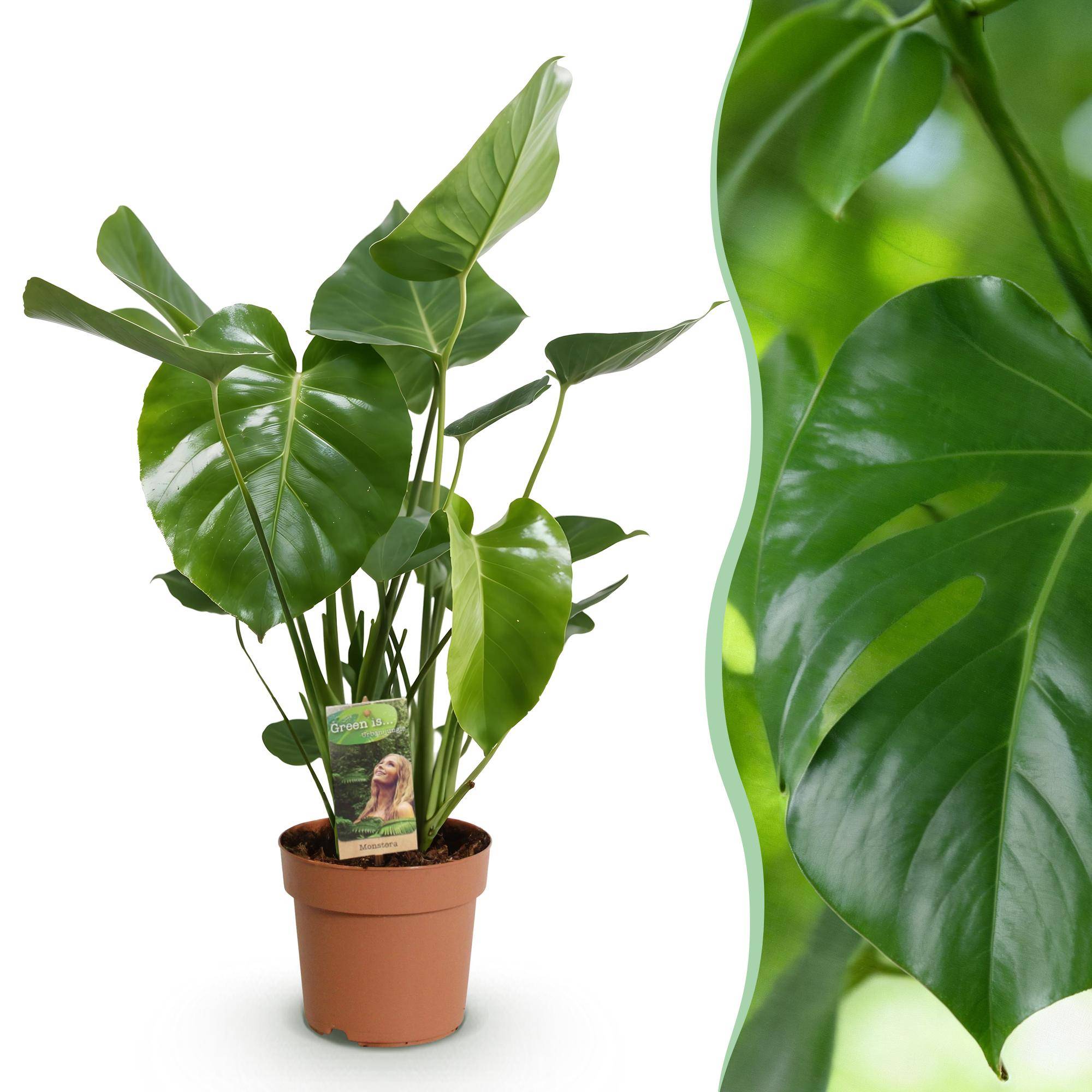 Monstera Deliciosa - Pot de 21cm - Sans cache-pot - Plantes d'intérieur - Image 1