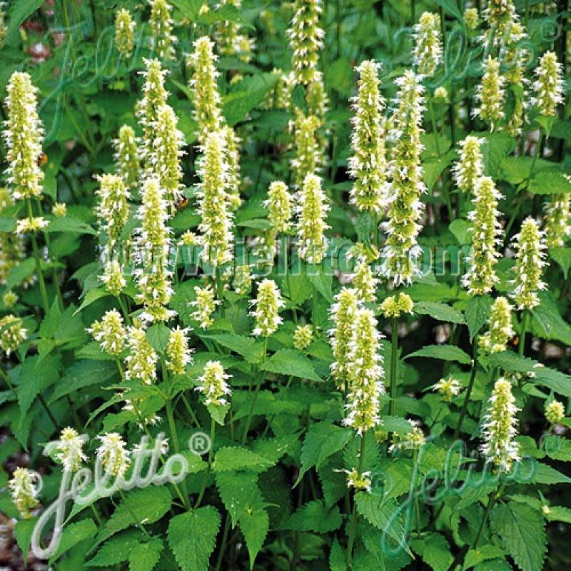 Agastache rugueuse blanche à fleurs Blanche - feuillage Semi-Persistant - Godet - 5/20 cm-  hauteur à maturité De 1,00 m à 1,50 m - Imagen 1