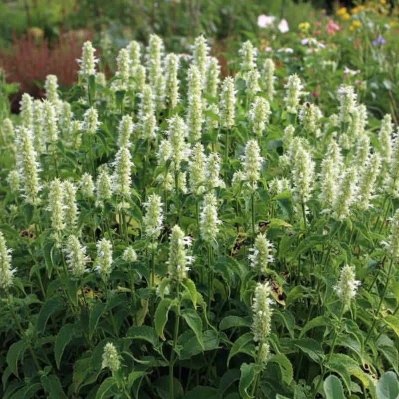 Agastache rugueuse blanche à fleurs Blanche/Jaune - feuillage Caduc - Godet - 5/20 cm - Imagen 1