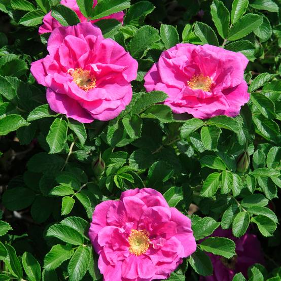 Rosier rugosa Roseraie de l'Haÿ Pot de 3L/4L, Qualité 2 branches