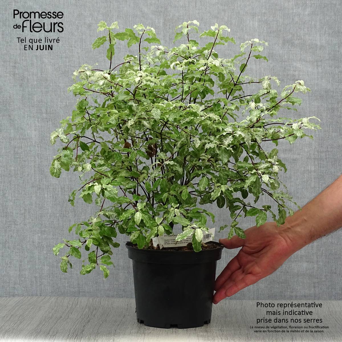 Promesse de Fleurs - Pittosporum tenuifolium Irene Patterson Pot de 2L/3L - Image 2