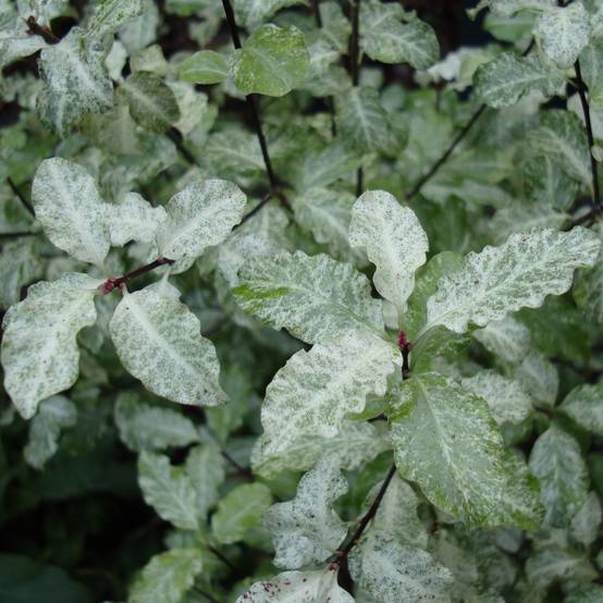 Promesse de Fleurs - Pittosporum tenuifolium Irene Patterson Pot de 2L/3L - Image 1