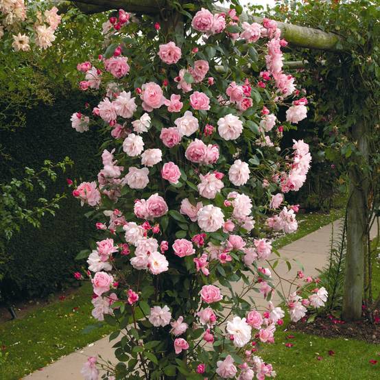 Rosier David Austin Mortimer Sackler grimpant Pot de 4L/5L