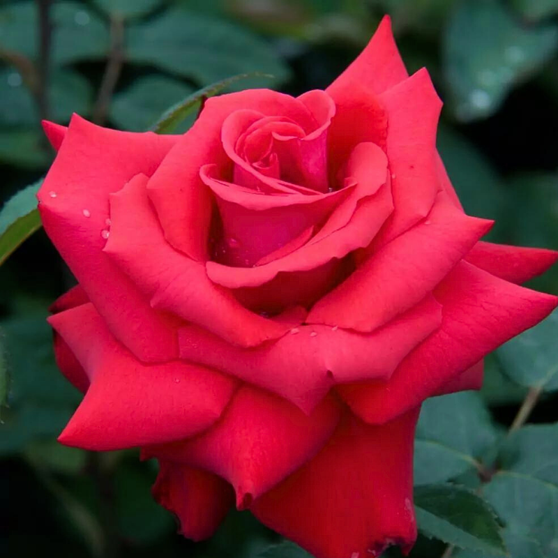 Kordes - Rosier rouge Grande Amore hybride - Racines nues - Kordes - Image 1