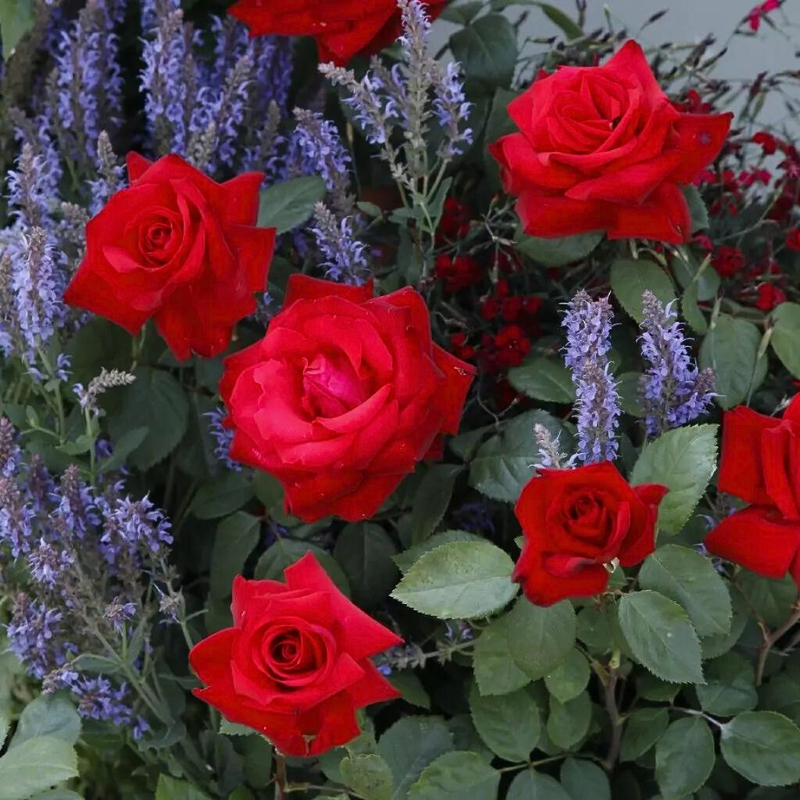 Kordes - Rosier rouge Grande Amore hybride - Racines nues - Kordes - Image 2
