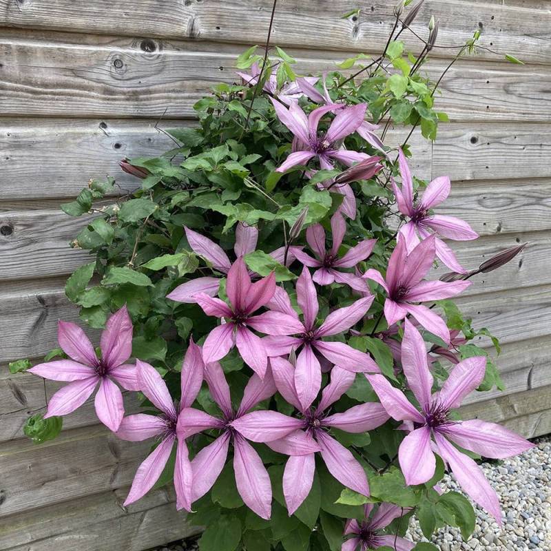 Clématite Princesse Arabelle® 'CERpara' à fleurs Rose - feuillage Caduc - Pot de 3L - Echelle bambou 60/120 cm-  hauteur à maturité De 1,00 m à 1,50 m - Imagen 1