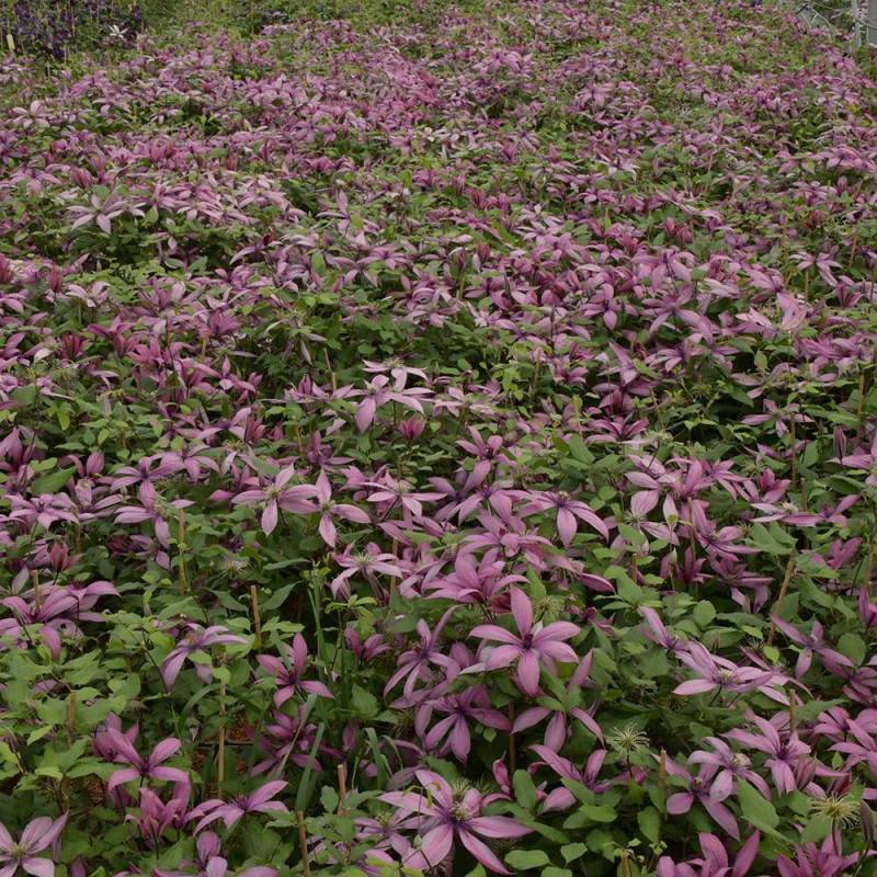 Clématite Princesse Arabelle® 'CERpara' à fleurs Rose - feuillage Caduc - Pot de 3L - Echelle bambou 60/120 cm-  hauteur à maturité De 1,00 m à 1,50 m - Imagen 2
