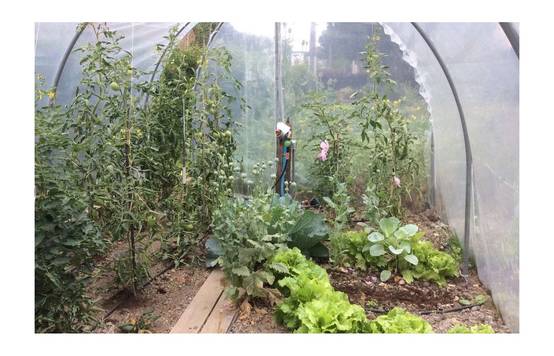 Serre tunnel de jardin - 31,5m² - 3 x 10,5 m - pieds arrondis - polyéthylène haute densité - 2 portes pivotantes - LES SERRES TONNEAU - Image 6