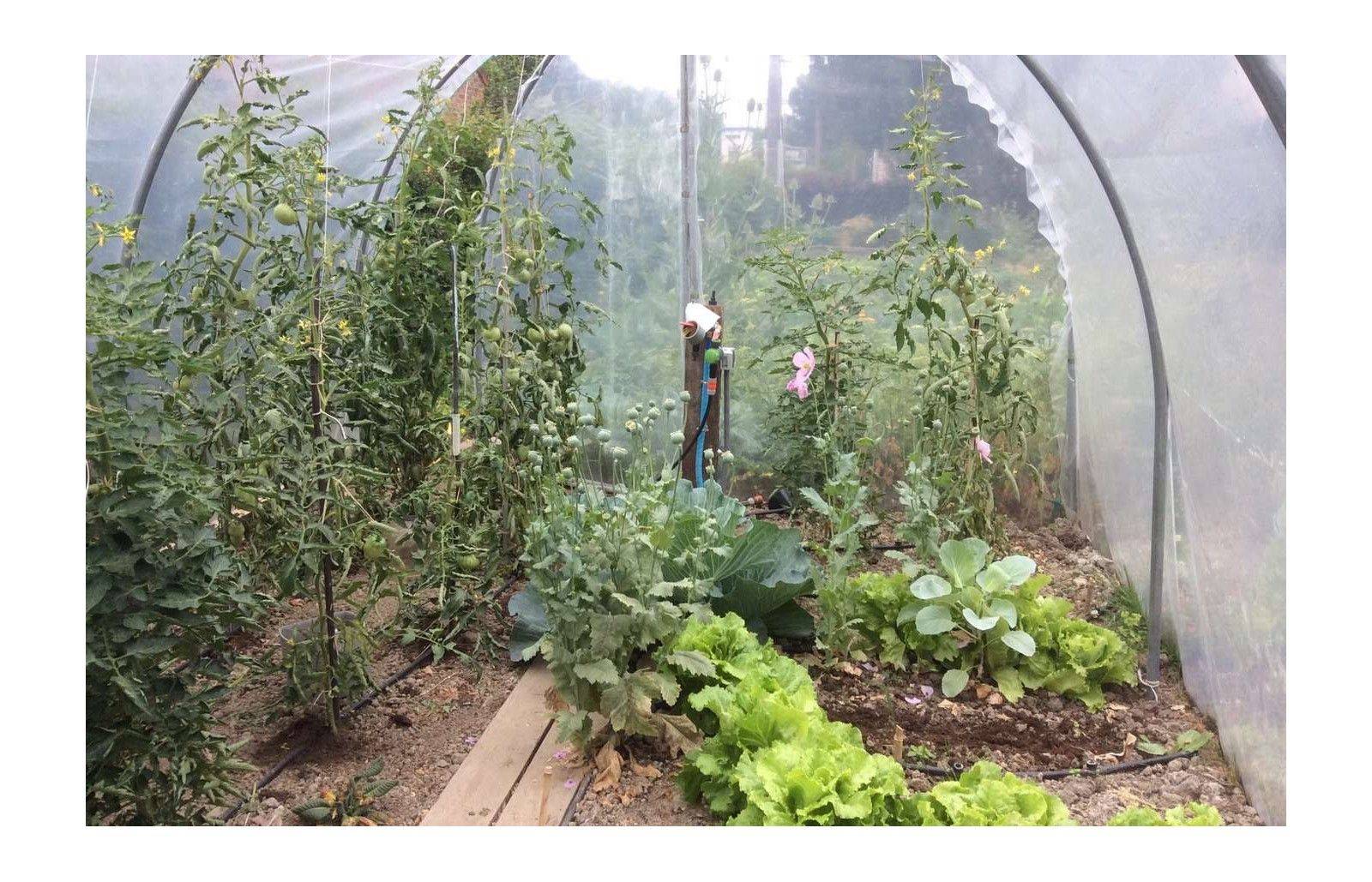 Serre tunnel de jardin - 31,5m² - 3 x 10,5 m - pieds arrondis - polyéthylène haute densité - 2 portes pivotantes - LES SERRES TONNEAU - Image 6