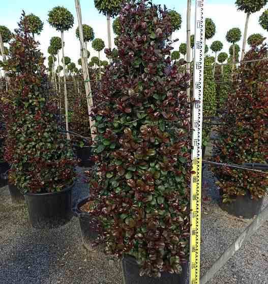 Sans Marque - Eugenia uniflora "Etna fire" (Cerisier de Cayenne, Pitanga, Cerisier carré de Tahiti) Taille:Pot de 65L - 150/160cm - Image 3
