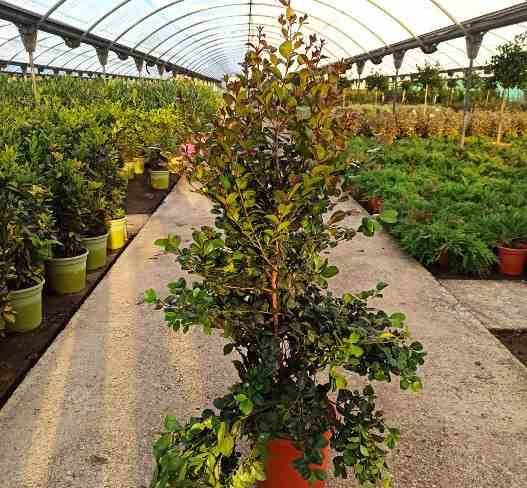 Sans Marque - Eugenia uniflora "Etna fire" (Cerisier de Cayenne, Pitanga, Cerisier carré de Tahiti) Taille:Pot de 65L - 150/160cm - Image 1