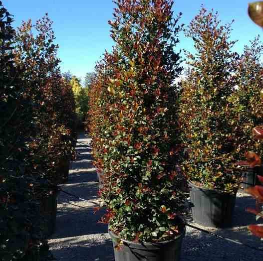 Sans Marque - Eugenia uniflora "Etna fire" (Cerisier de Cayenne, Pitanga, Cerisier carré de Tahiti) Taille:Pot de 65L - 150/160cm - Image 4