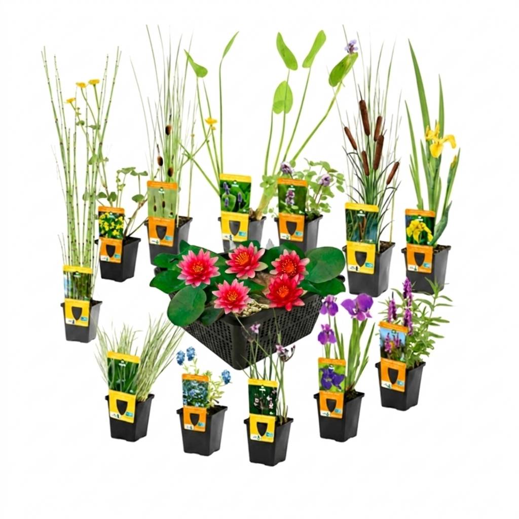 0 - Set Surprise Plantes Bassin - 12 Plantes incl. Nénuphar Rouge