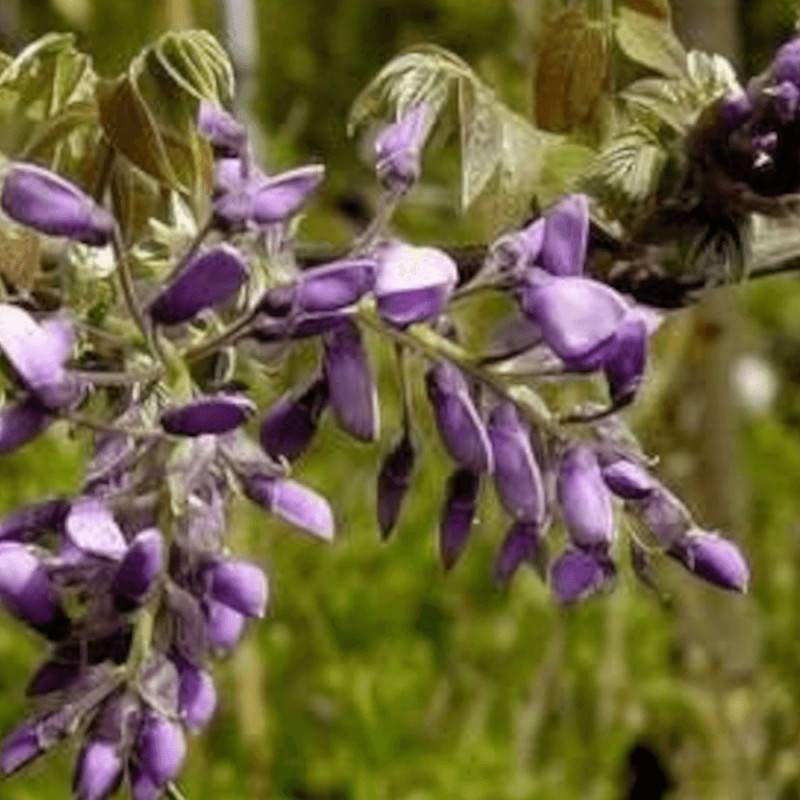 Glycine soyeuse Yokohama Fuji à fleurs Violette - feuillage Caduc - Pot de 2L - Tuteur bambou 60/90 cm-  hauteur à maturité De 5,00 m à 10,00 m - Imagen 5