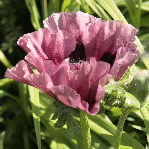 Pavot d'Orient Patty's Plum - Papaver orientale Godet de 8/9 cm