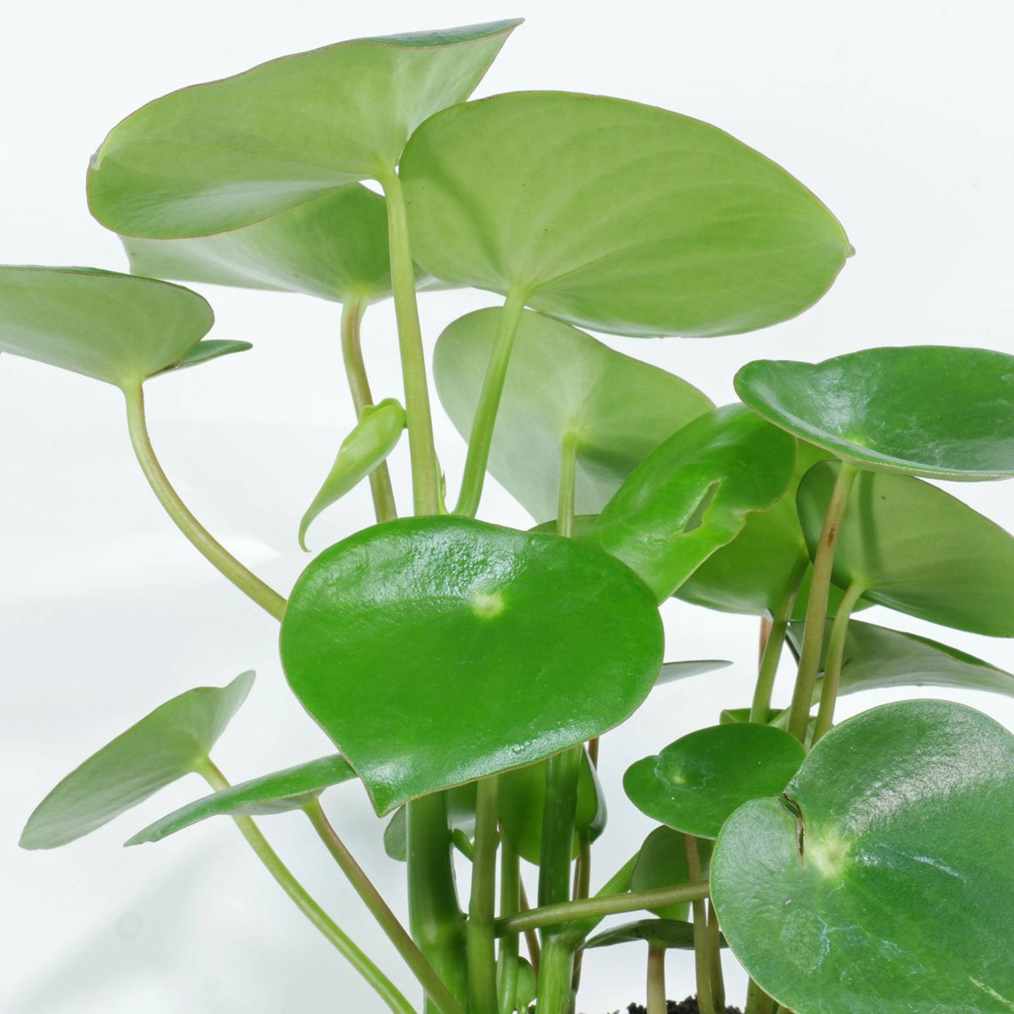 Gardenersdream - Peperomia Polybotrya Raindrop | Plante D'Intérieur Maison Bureau (20-30 Cm Pot Inclus) - GardenersDream - Imagen 3