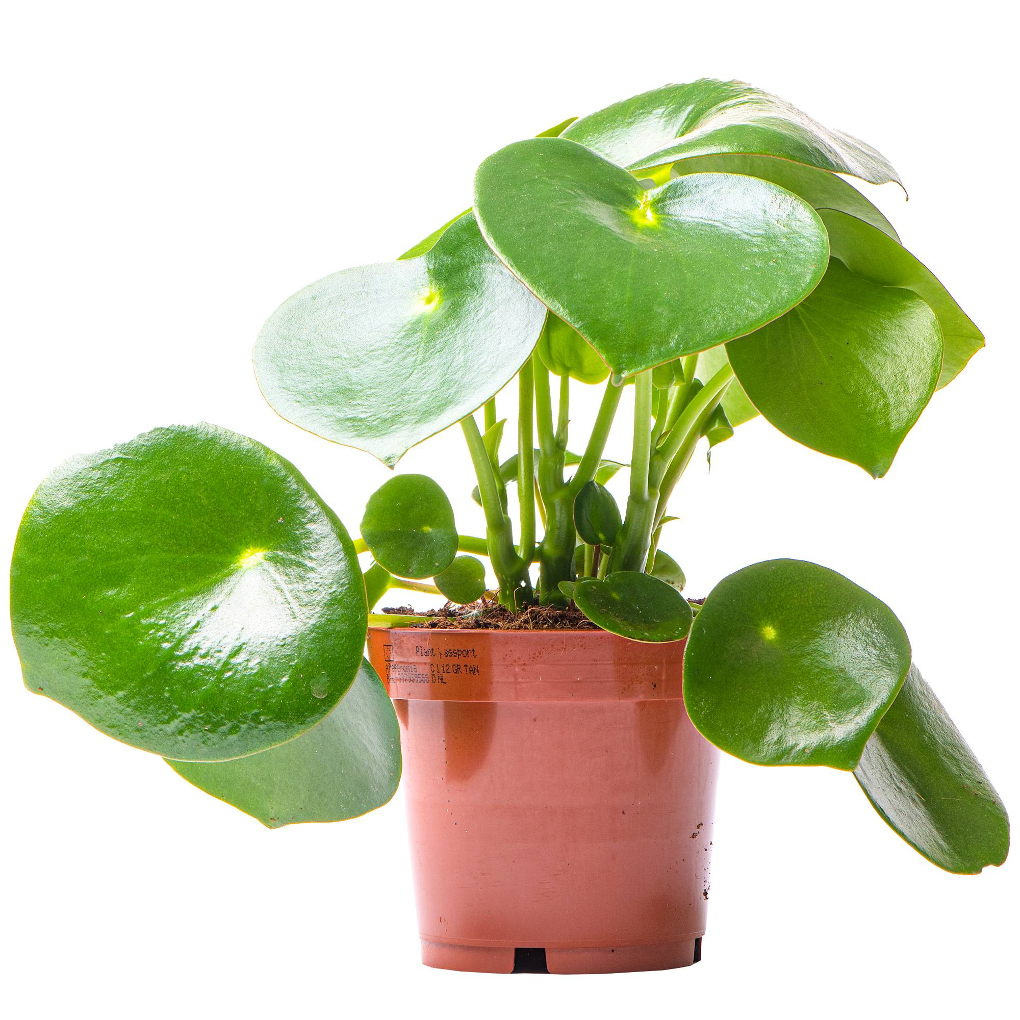 Gardenersdream - Peperomia Polybotrya Raindrop | Plante D'Intérieur Maison Bureau (20-30 Cm Pot Inclus) - GardenersDream - Imagen 1