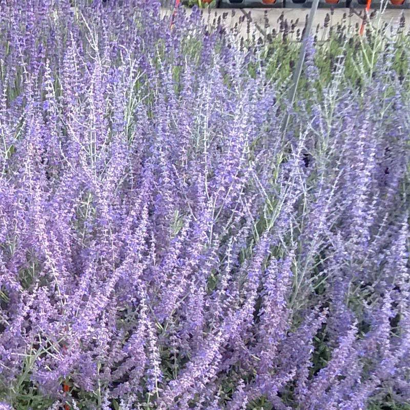 Perovskia atriplicifolia Blue Steel Pot de 2L/3L