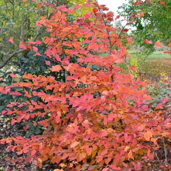 Charme Rockhampton Red® 'Lochglow', Carpinus - Pot de 15L - Baliveau - Image 3