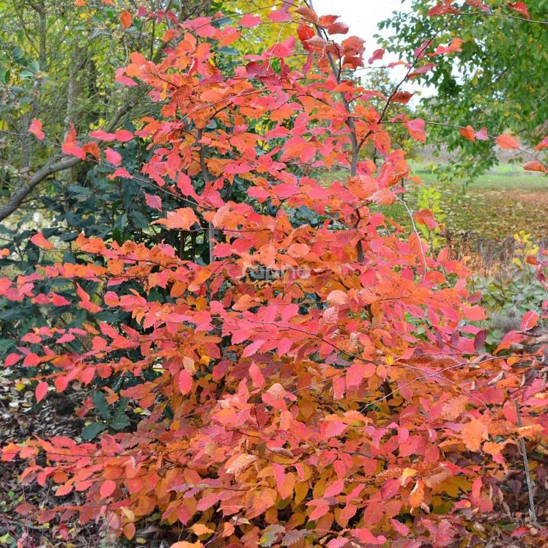 Charme Rockhampton Red® 'Lochglow', Carpinus - Pot de 15L - Baliveau - Image 3