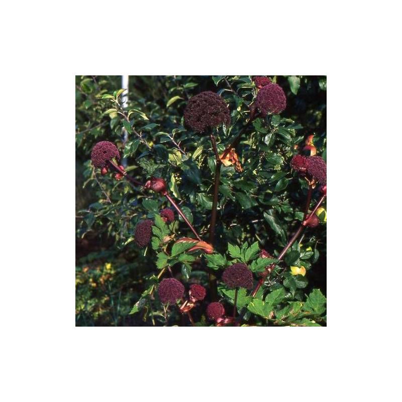 Angélique rouge à fleurs Rouge/ - feuillage Caduc - Lot de 3 godets